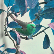 Rufous-chested Tanager